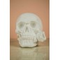 Calavera con una rosa en la boca. Escayola. 12 cm