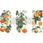 Citrus Slice. Transfer, calcomania REDESIGN DECOR TRANSFERS®