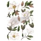 Magnolia Grandiflora. Transfer, calcomania REDESIGN DECOR TRANSFERS®