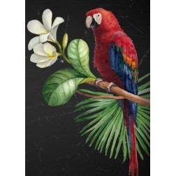 Parrot, loro. Papel Decoupage Mint by Michelle. A3 | L'aura Bella