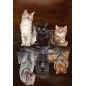 Diamond Painting: Reflejos de gatitos. 40 x 50 cm. Lienzo enrollado