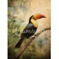 Zazu The Toucan. Papel Tissue para Decoupage. Whimsykel Designs