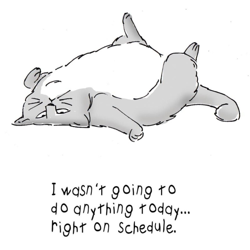 Gato tirado en el suelo