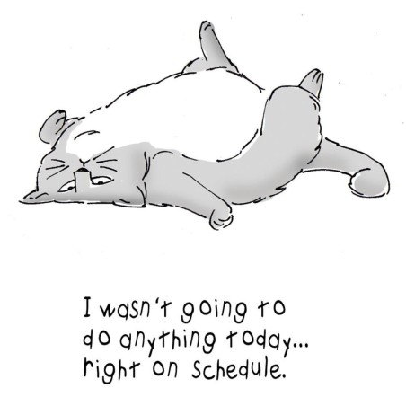 Gato tirado en el suelo