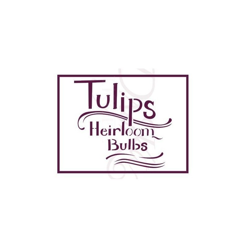 Tulips heirloom bulbs