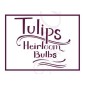 Tulips heirloom bulbs