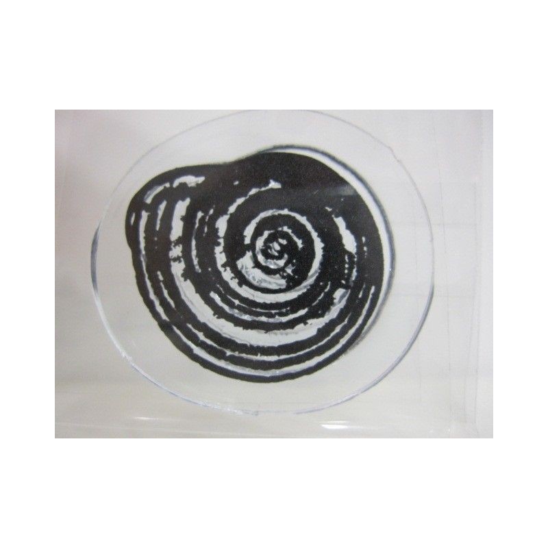 Sello acrílico con diseño de Caracola | L'aura Bella