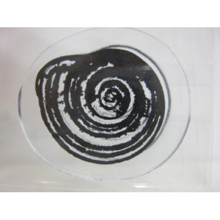 Sello acrílico con diseño de Caracola | L'aura Bella